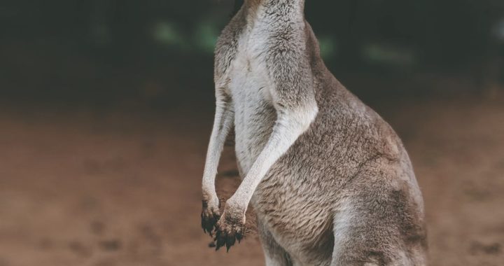 Mastering balance: A lesson on weight distribution from kangaroos.